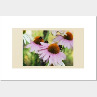 Echinacea Purpurea with Bees Posters and Art